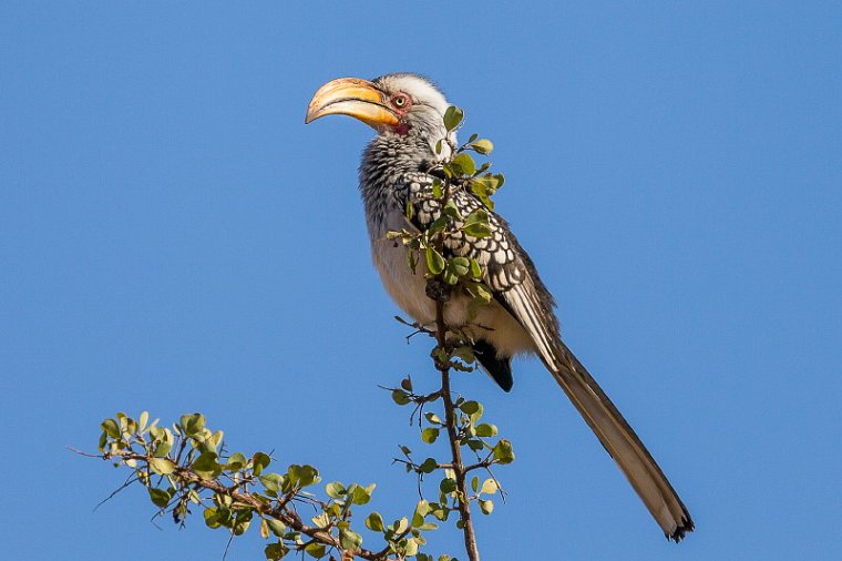 035 Timbavati Private Game Reserve, zuidelijke geelsnaveltok.jpg